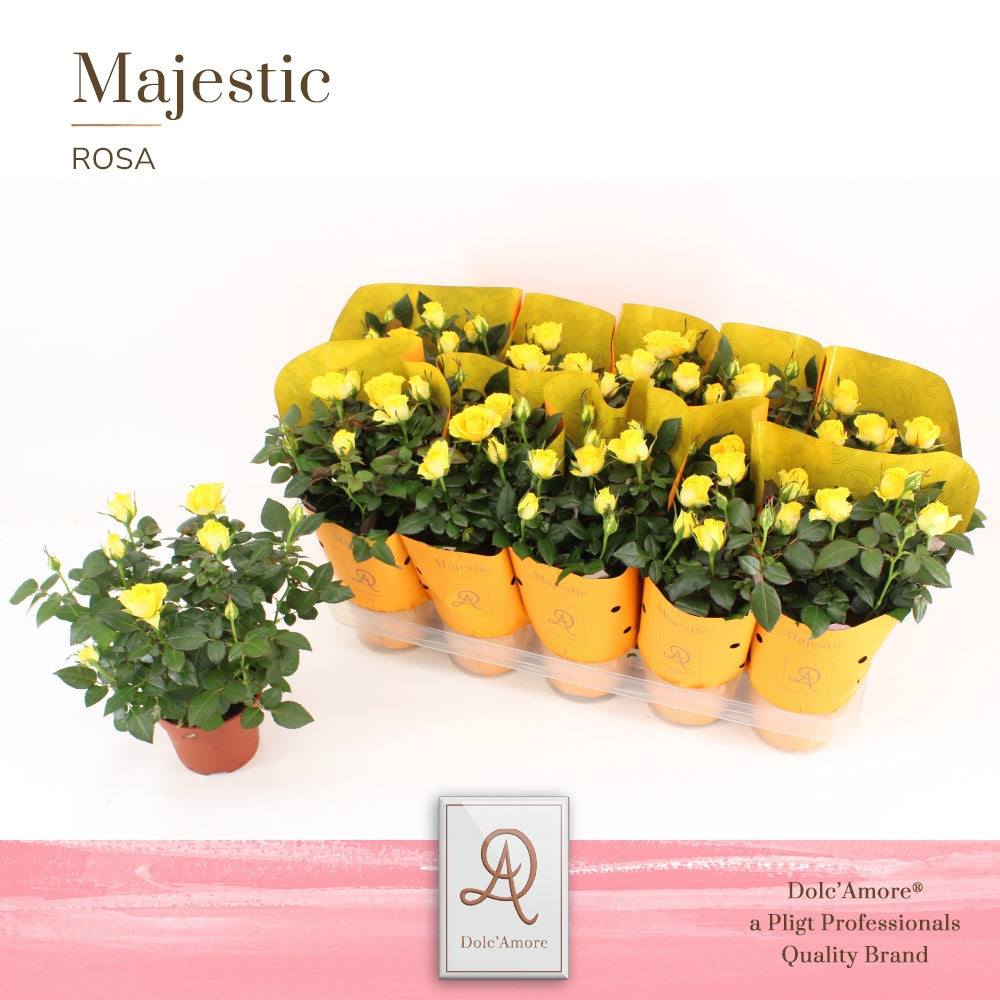 Rosa Kordana Sunflare 29cm 12cm Pot
