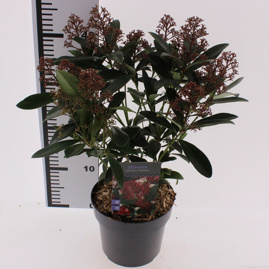 Skimmia japonica Rubella 30cm 17cm Pot