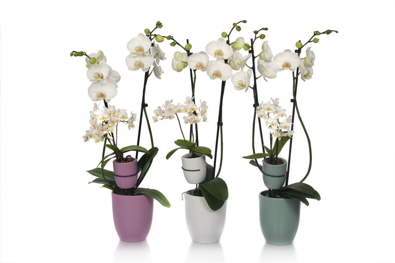 Phalaenopsis white 60cm 12cm Pot