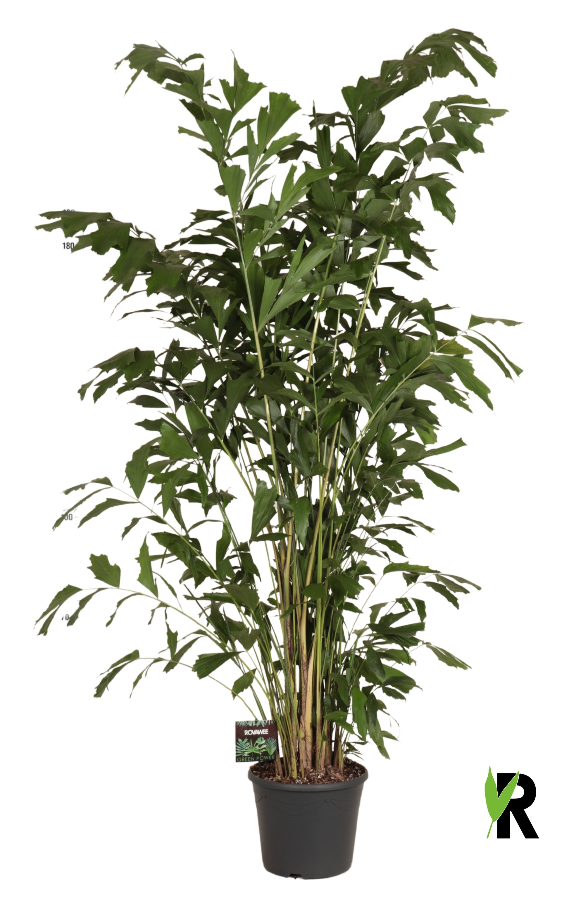 Caryota mitis 200cm 35cm Pot