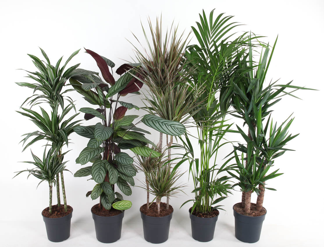 Foliage houseplants mix 150cm 24cm Pot