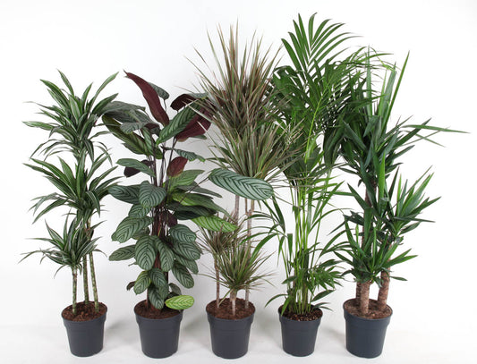 Foliage houseplants mix 150cm 24cm Pot