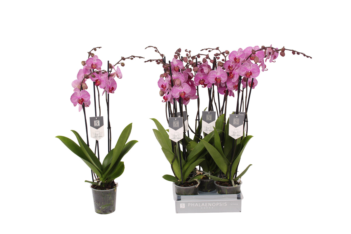 Phalaenopsis Prague 60cm 12cm Pot