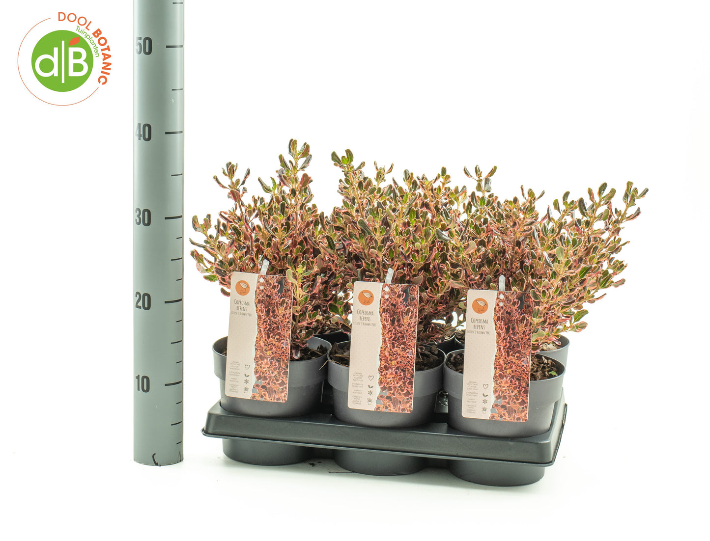 Dool Botanic Coprosma Eclipse PBR Pack of 6