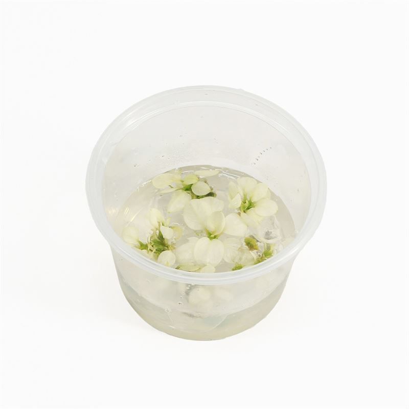 Aquarium plant mix 5cm 2cm Pot