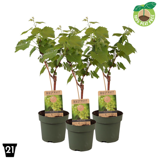 Vitis vinifera Himrod (Seedless White Grape) 65cm 21cm Pot