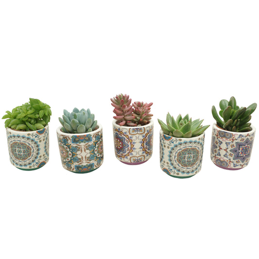 Succulent mix 10cm 5.5cm Pot
