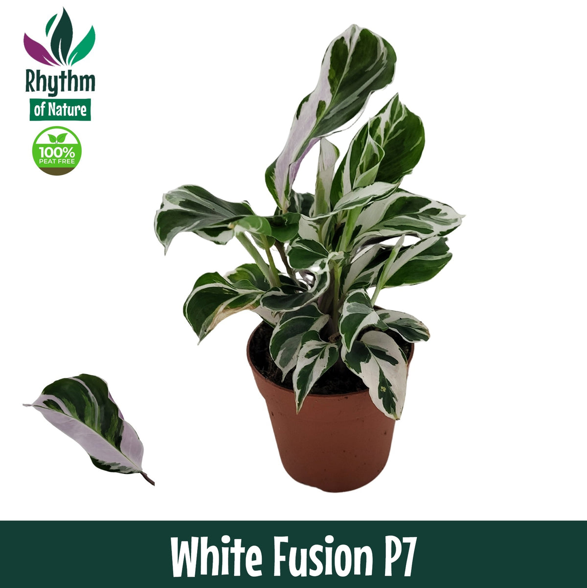 Calathea Fusion White 15cm 7cm Pot