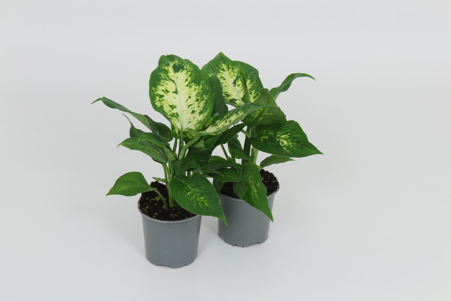 Dieffenbachia Compacta 28cm 8.5cm Pot