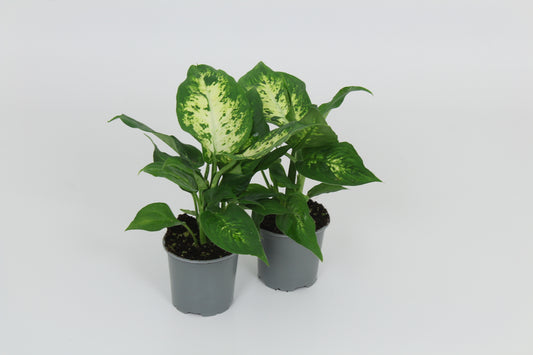 Dieffenbachia Compacta 28cm 8.5cm Pot