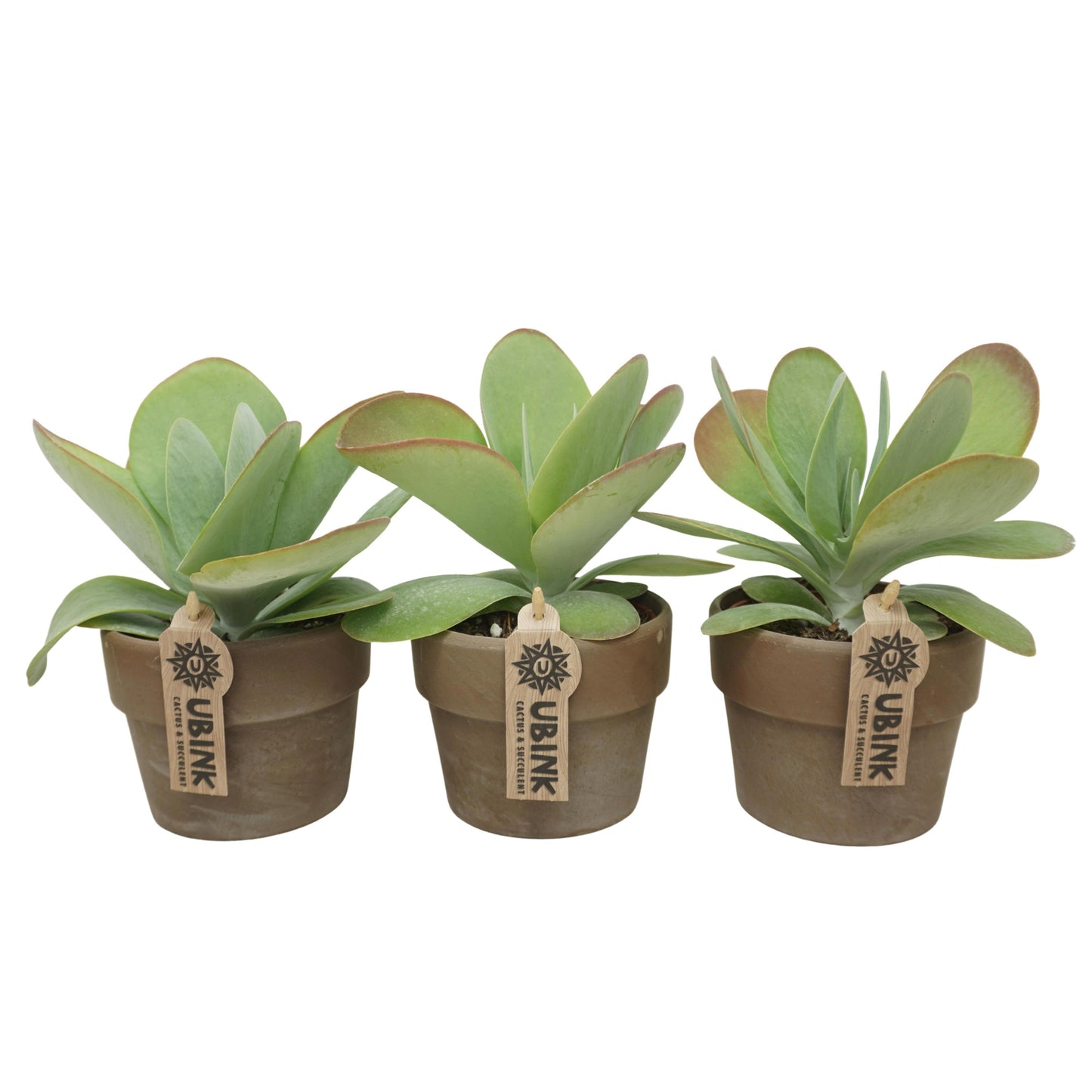 Kalanchoe thyrsiflora Red Lips 22cm 510cm Pot