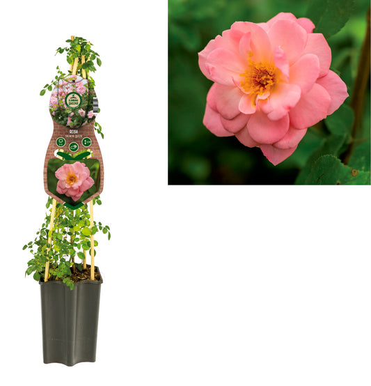 Alcea ros. Salmon Queen 65cm 15cm Pot