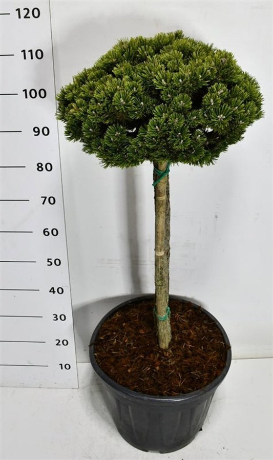 Pinus hybrid 120cm 40cm Pot