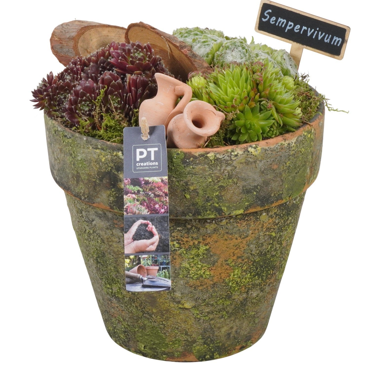 arr. Sempervivum 25cm 16cm Pot