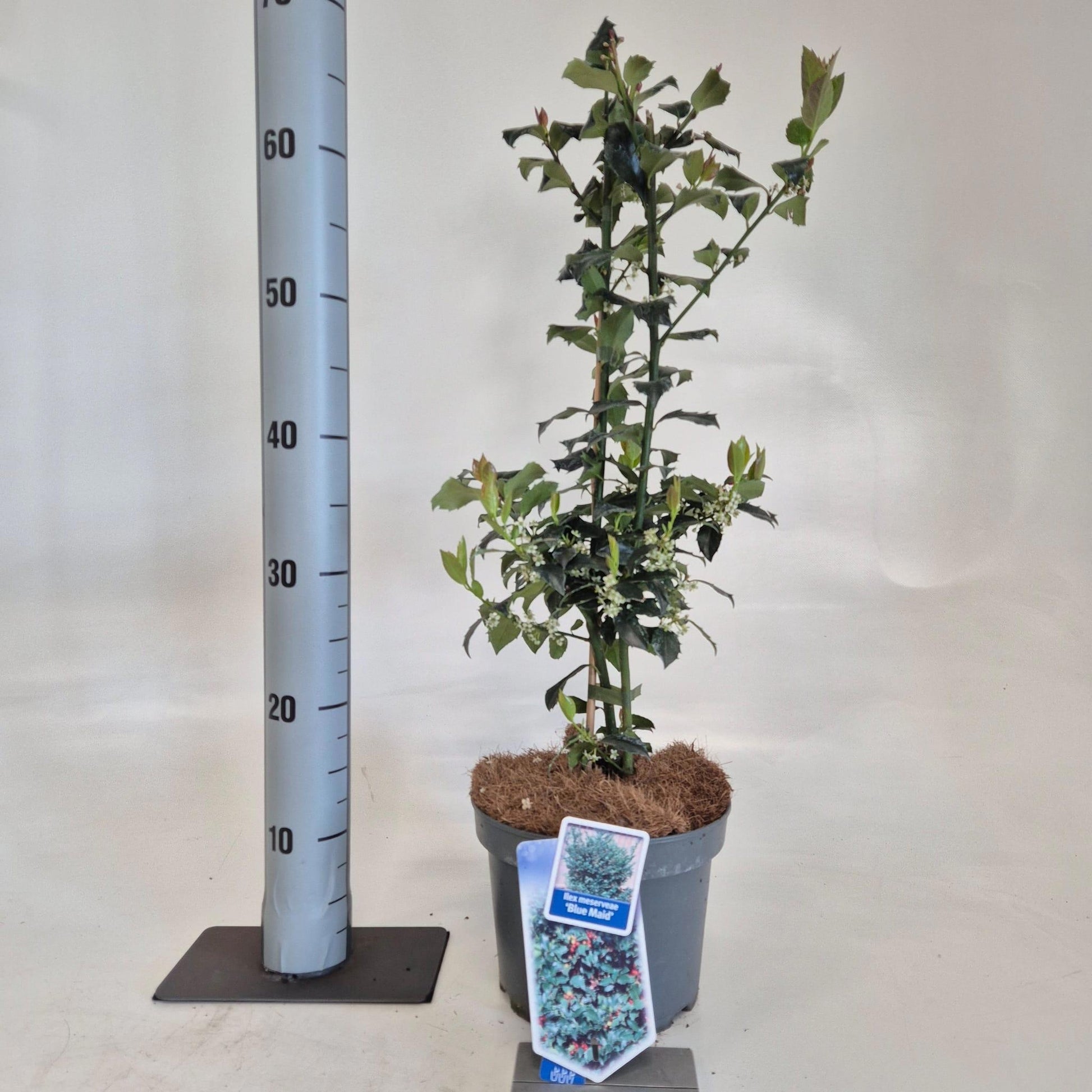 Ilex mes. Blue Maid 60cm 19cm Pot