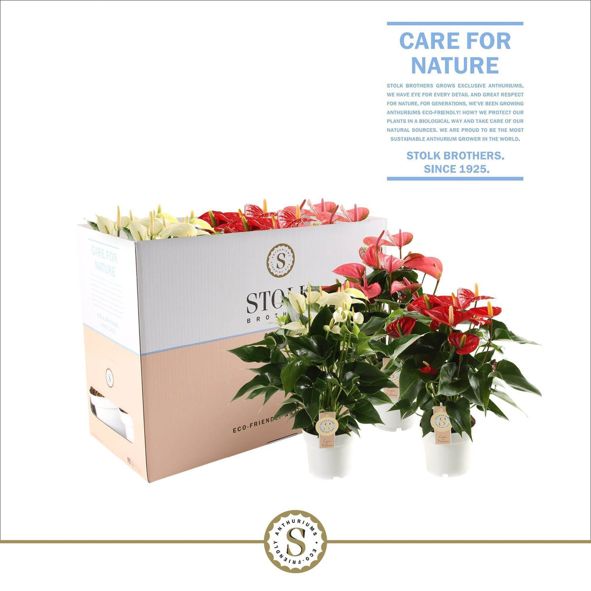 Anthurium mix 50cm 14cm Pot