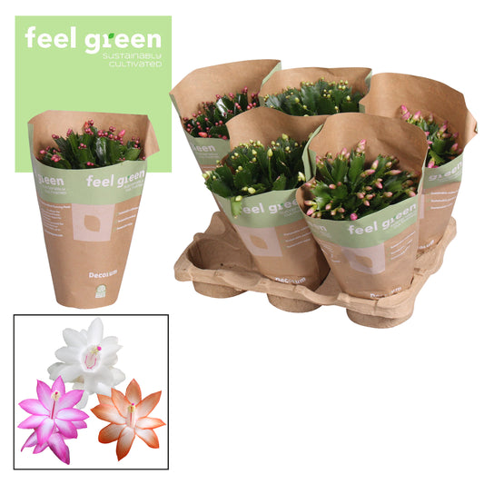 Schlumbergera mix 27cm 13cm Pot