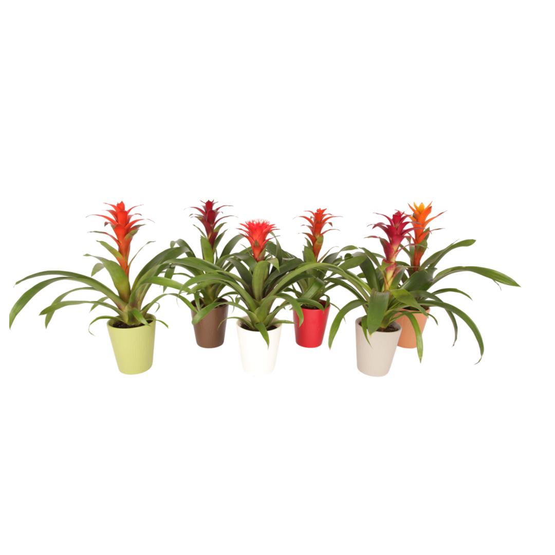 Bromelia mix 40cm 12cm Pot