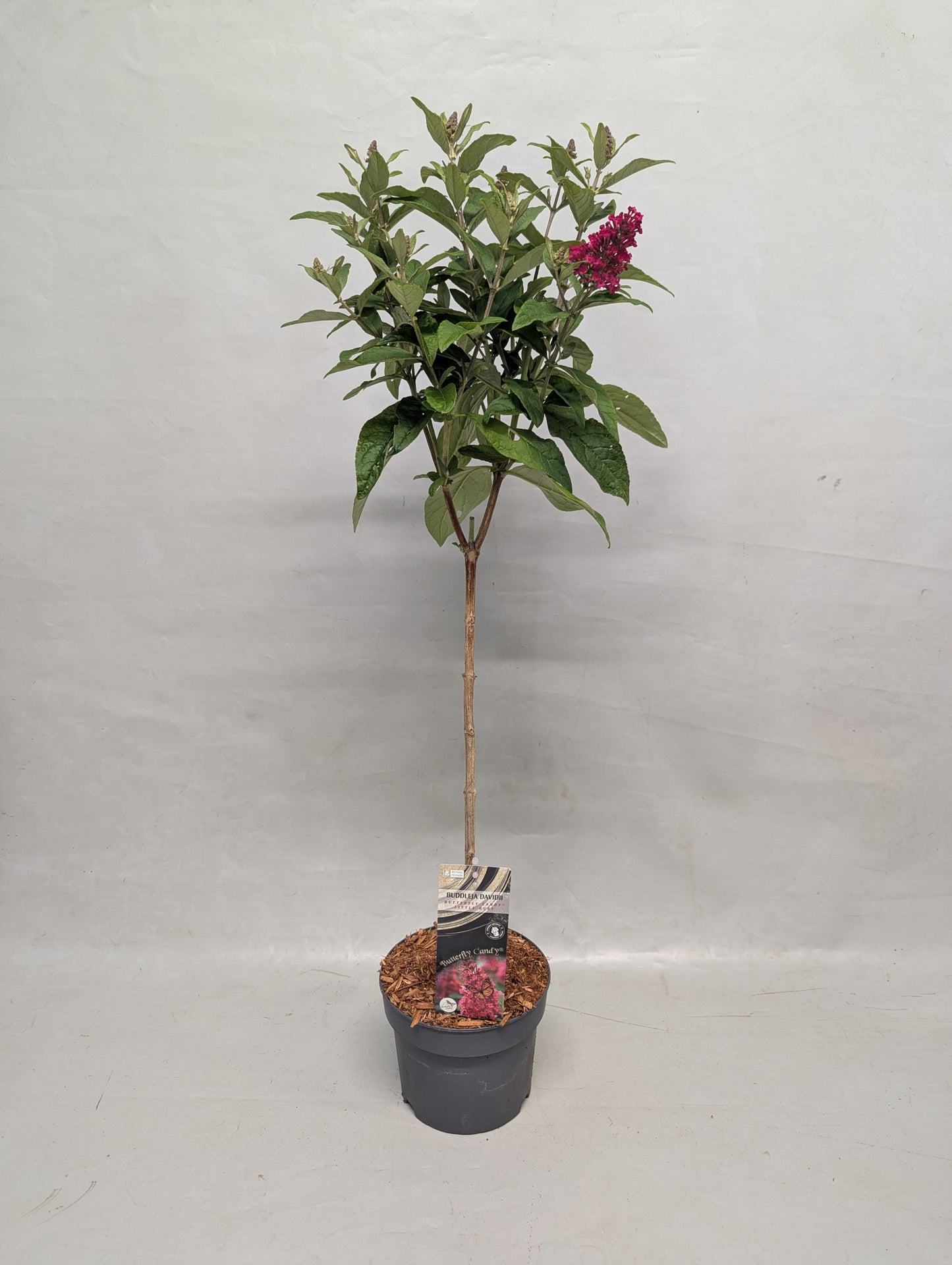 Buddleja davidii Trio (3 colours/1 pot) 50cm 17cm Pot