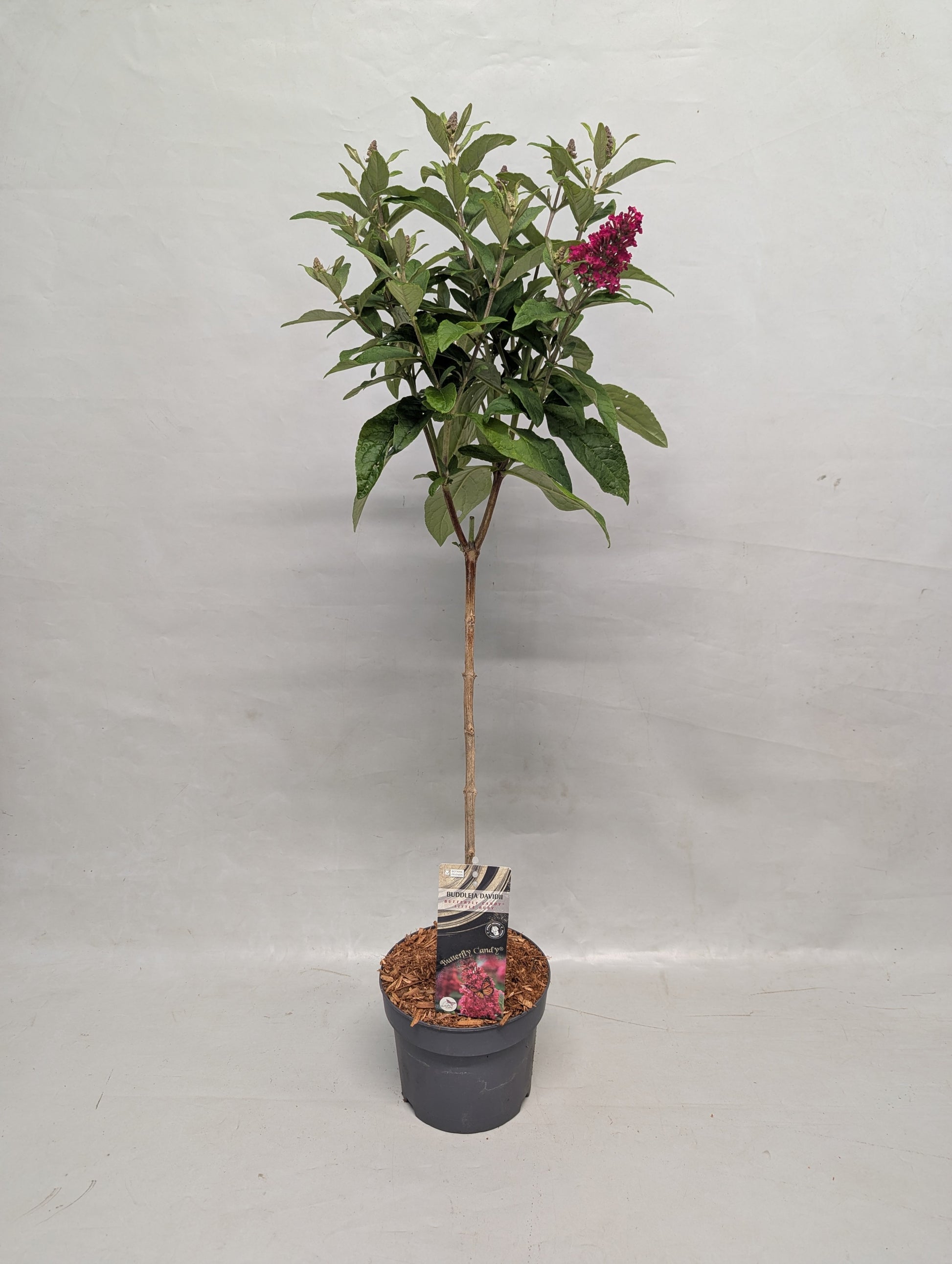 Buddleja davidii Trio (3 colours/1 pot) 50cm 17cm Pot