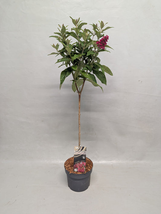 Buddleja davidii Trio (3 colours/1 pot) 50cm 17cm Pot