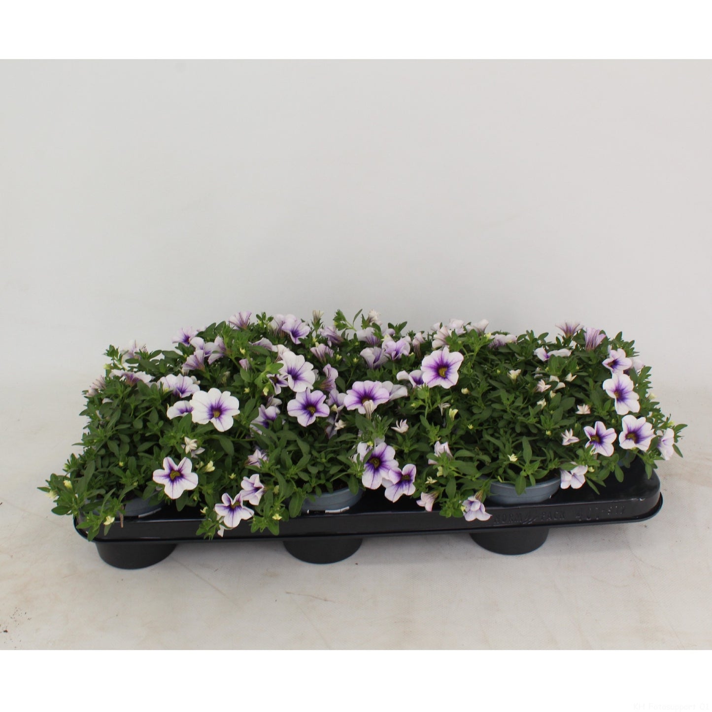 Calibrachoa Blue Vein 20cm 510cm Pot