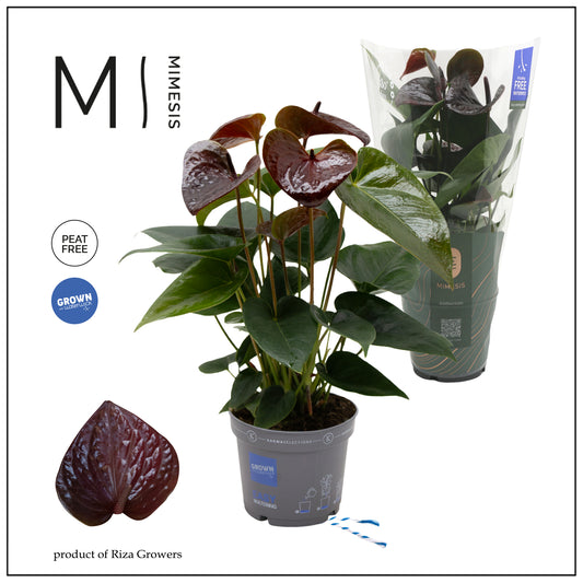 Riza Karma Plants Anthurium Essencia Pack of 10