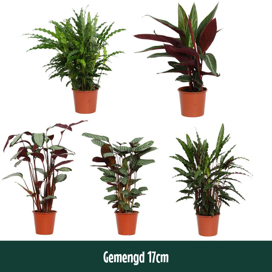 Valstar, Hkw. Gebr. Calathea mix Pack of 30
