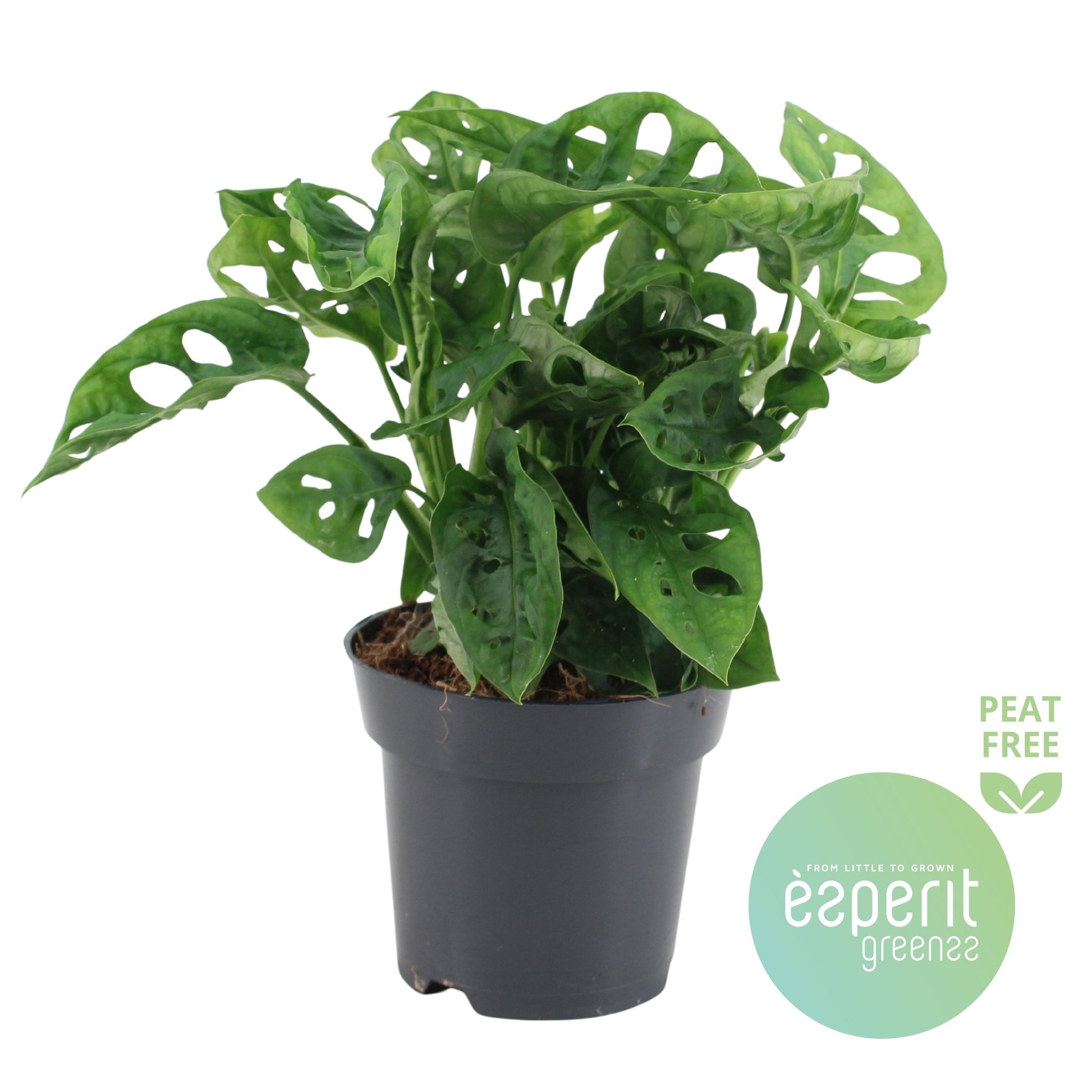 Esperit Plants Monstera adansonii Pack of 8