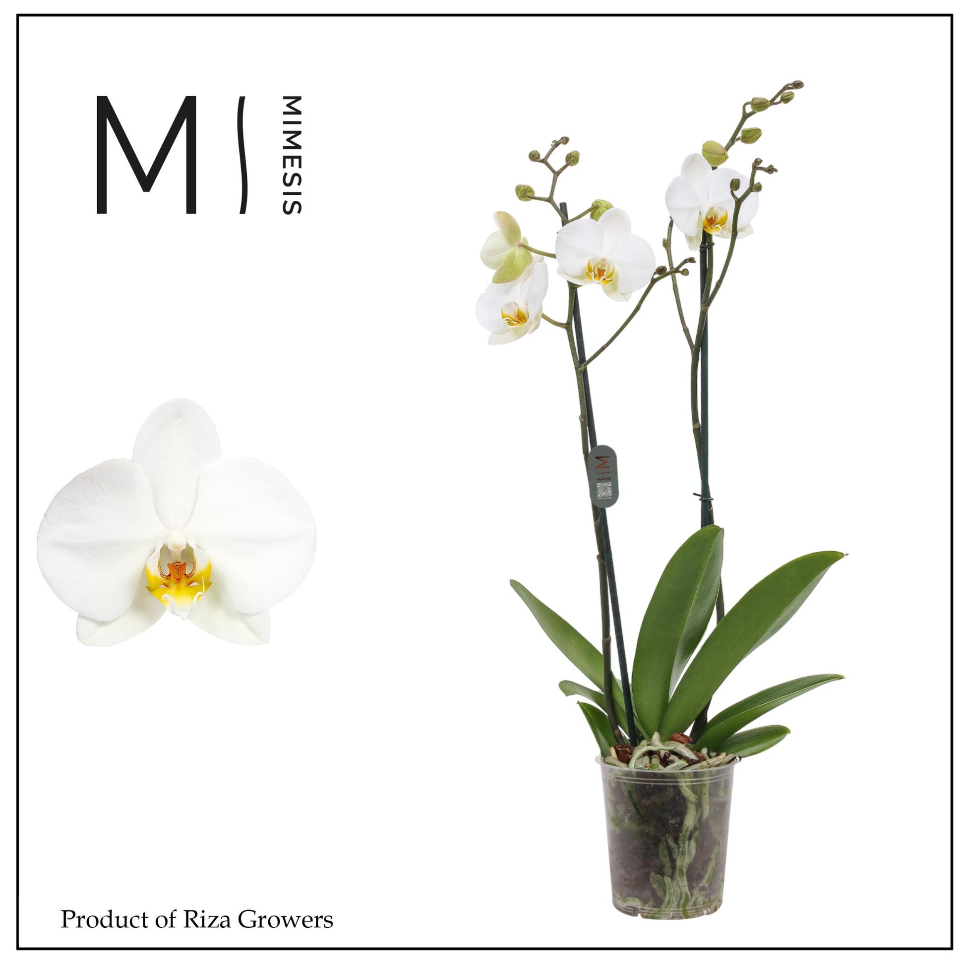 Phalaenopsis London 70cm 12cm Pot