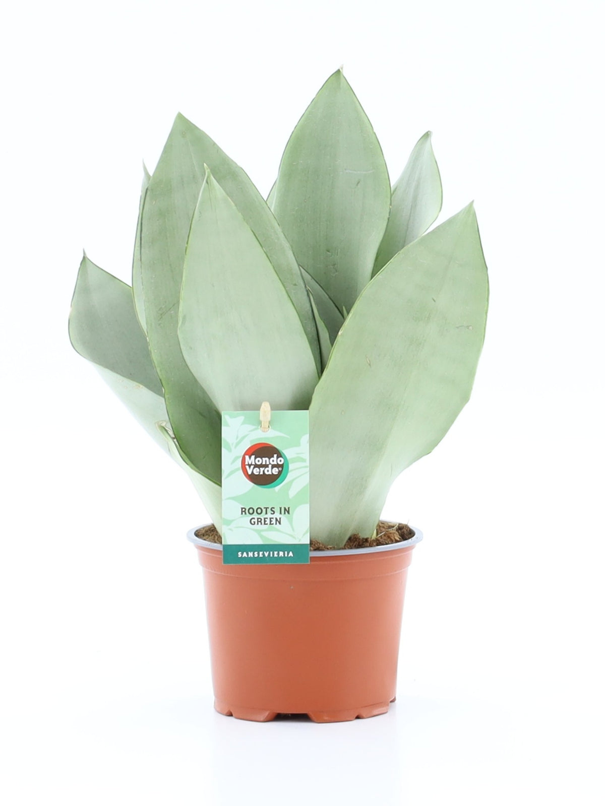 Sansevieria Moonshine 35cm 12cm Pot