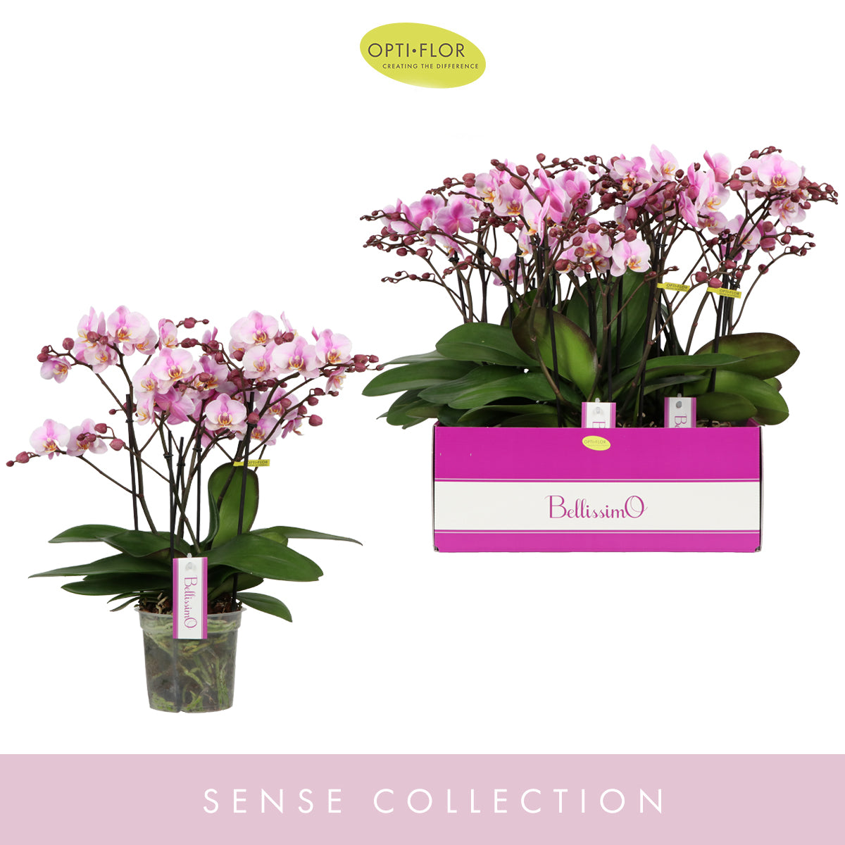 Phalaenopsis pink 50cm 15cm Pot