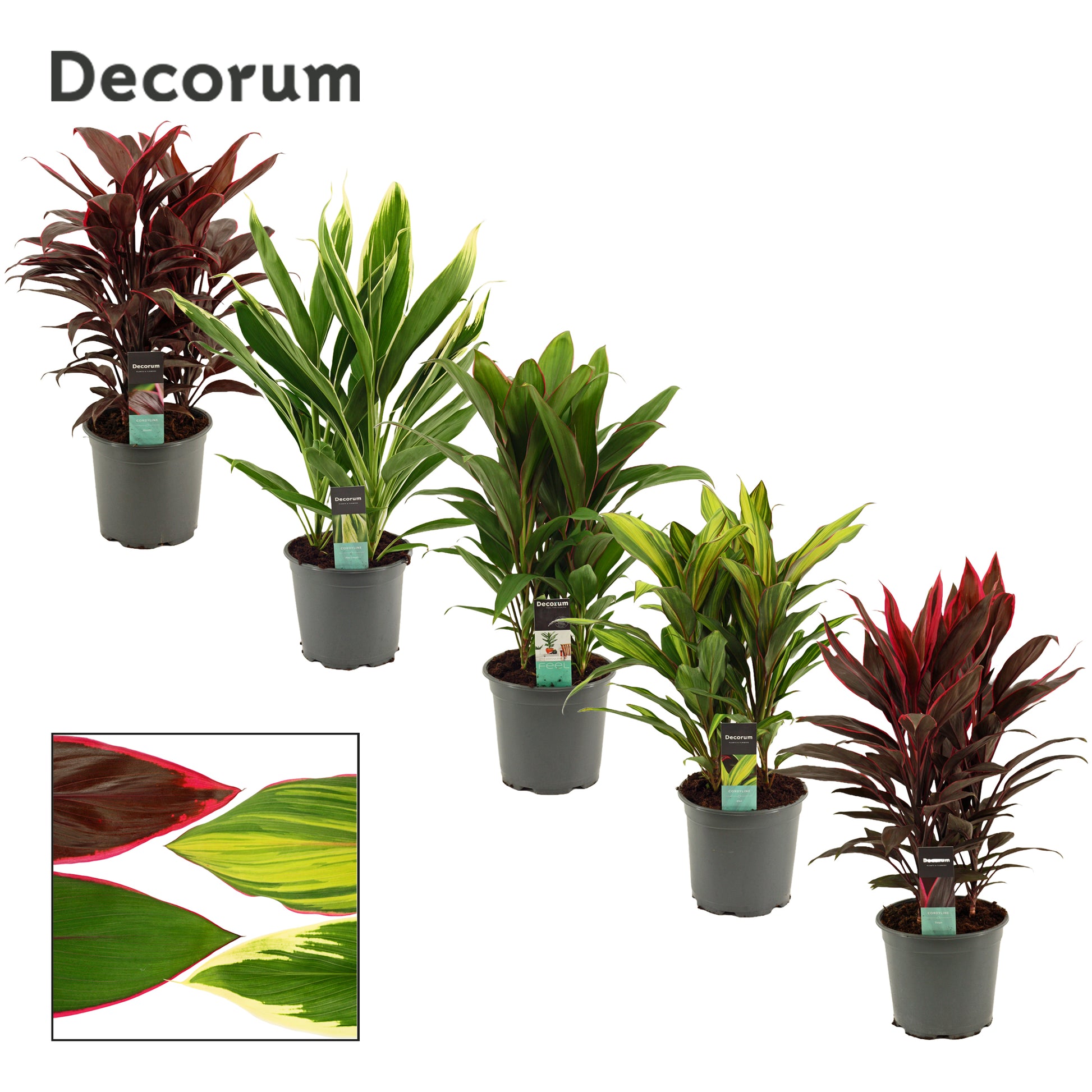 Duijn-Hove BV, kwekerij Cordyline Toef mix Pack of 5