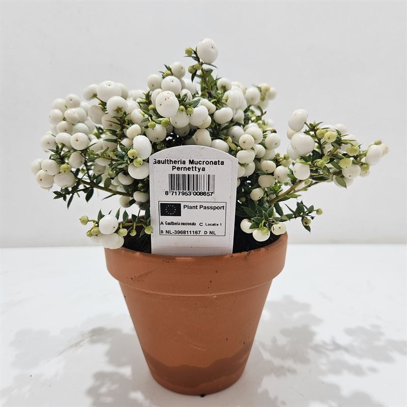 Gaultheria mucronata 20cm 12cm Pot