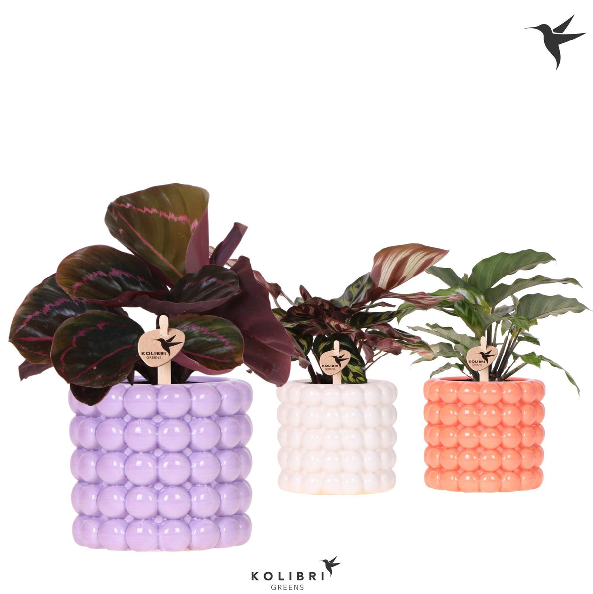 Calathea mix 26cm 9cm Pot