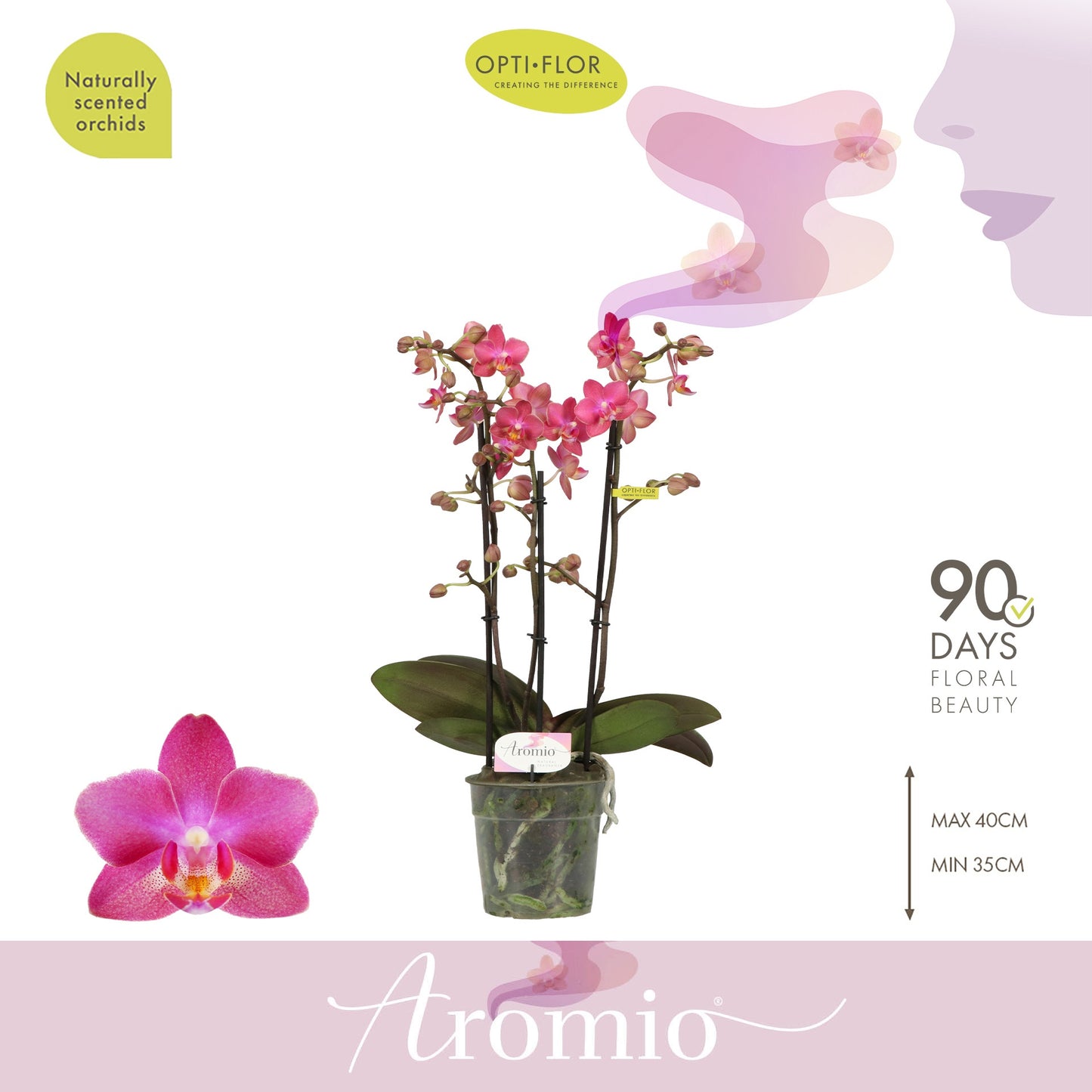 Opti-Flor Phalaenopsis mf. Aromio Floral Pack of 6