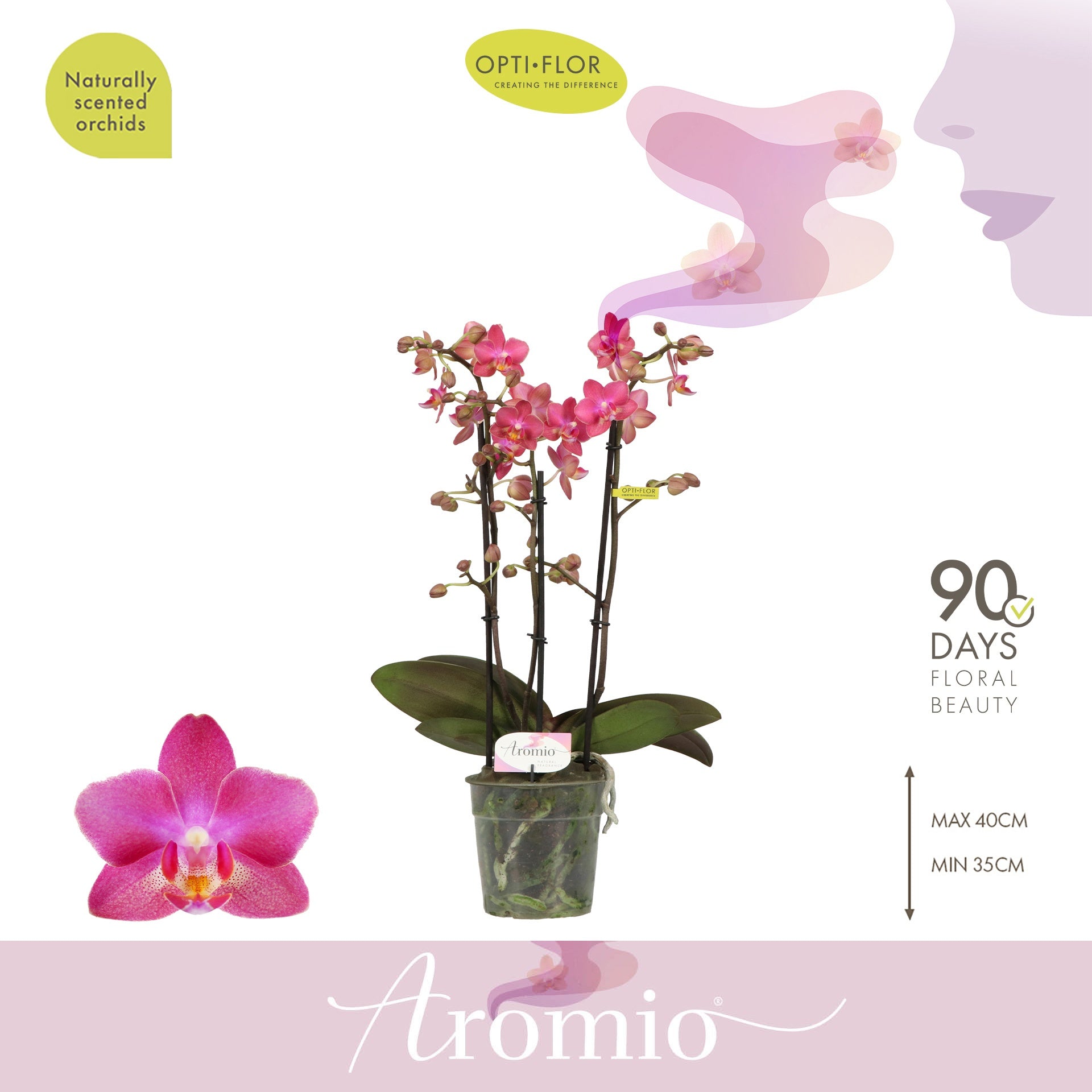 Opti-Flor Phalaenopsis mf. Aromio Floral Pack of 6
