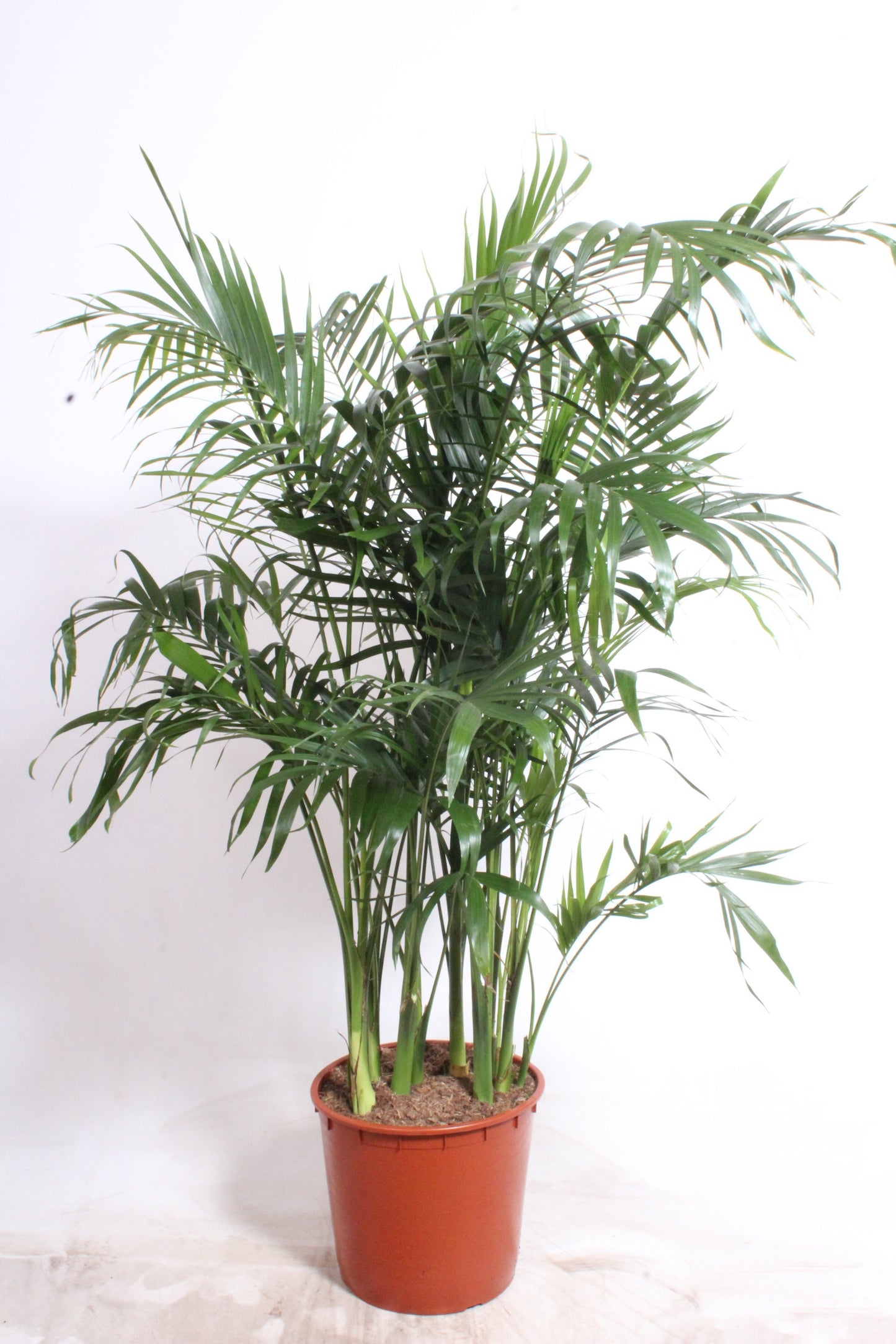 Chamaedorea cat. Stella 170cm 34cm Pot