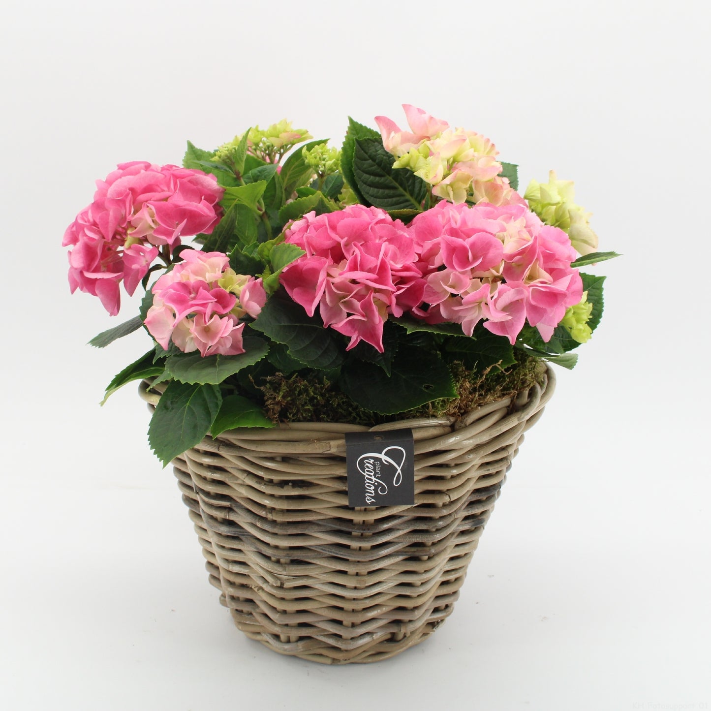 KHCR-2612RZ Hydrangea creations 40cm 29cm Pot