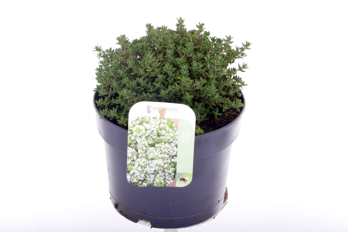 Thymus vul. Compactus 25cm 17cm Pot