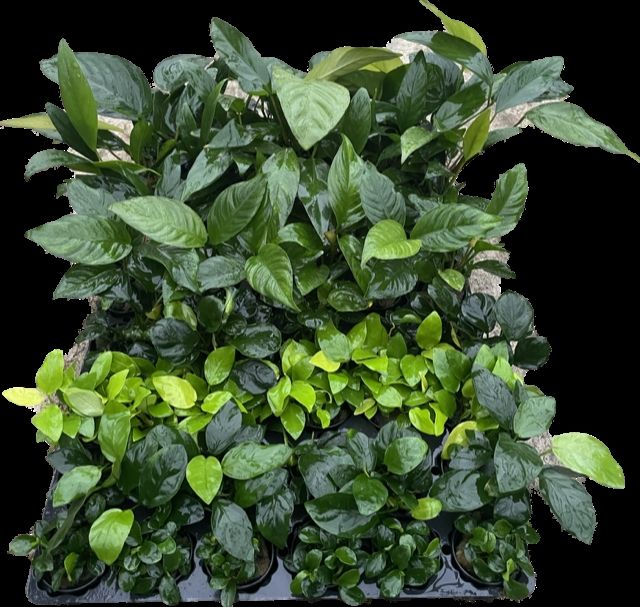 Aquarium plant mix 10cm 5cm Pot