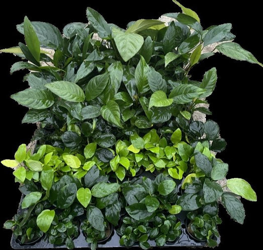 Aquarium plant mix 10cm 5cm Pot