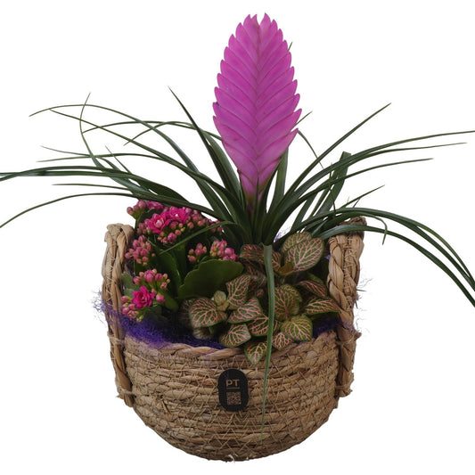 Indoor arrangement 30cm 15cm Pot