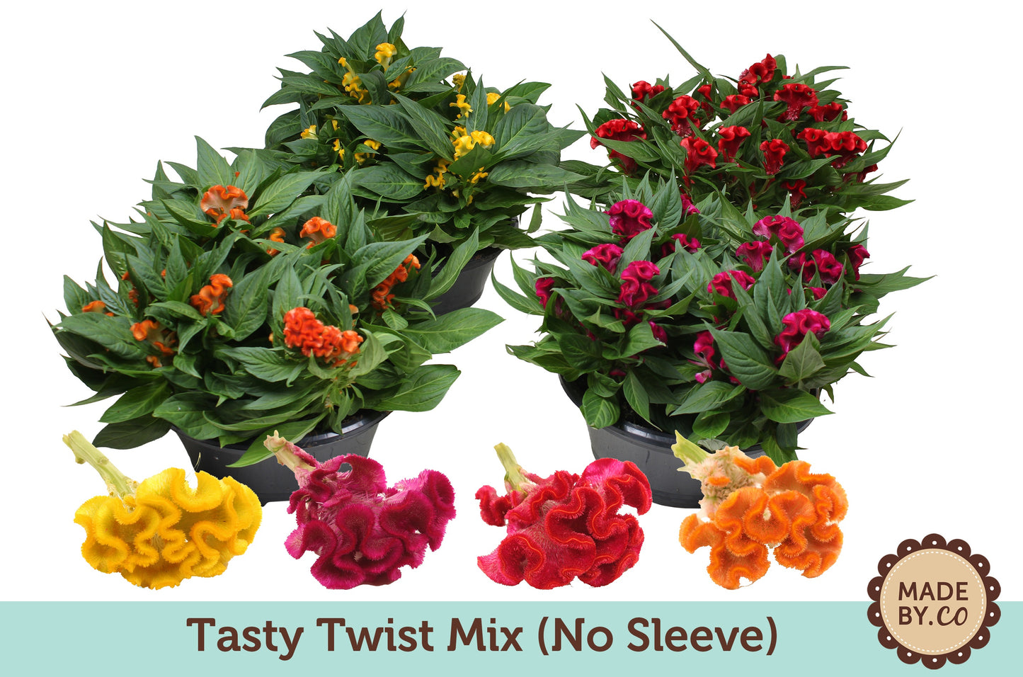 Celosia Twisted mix 25cm 23cm Pot