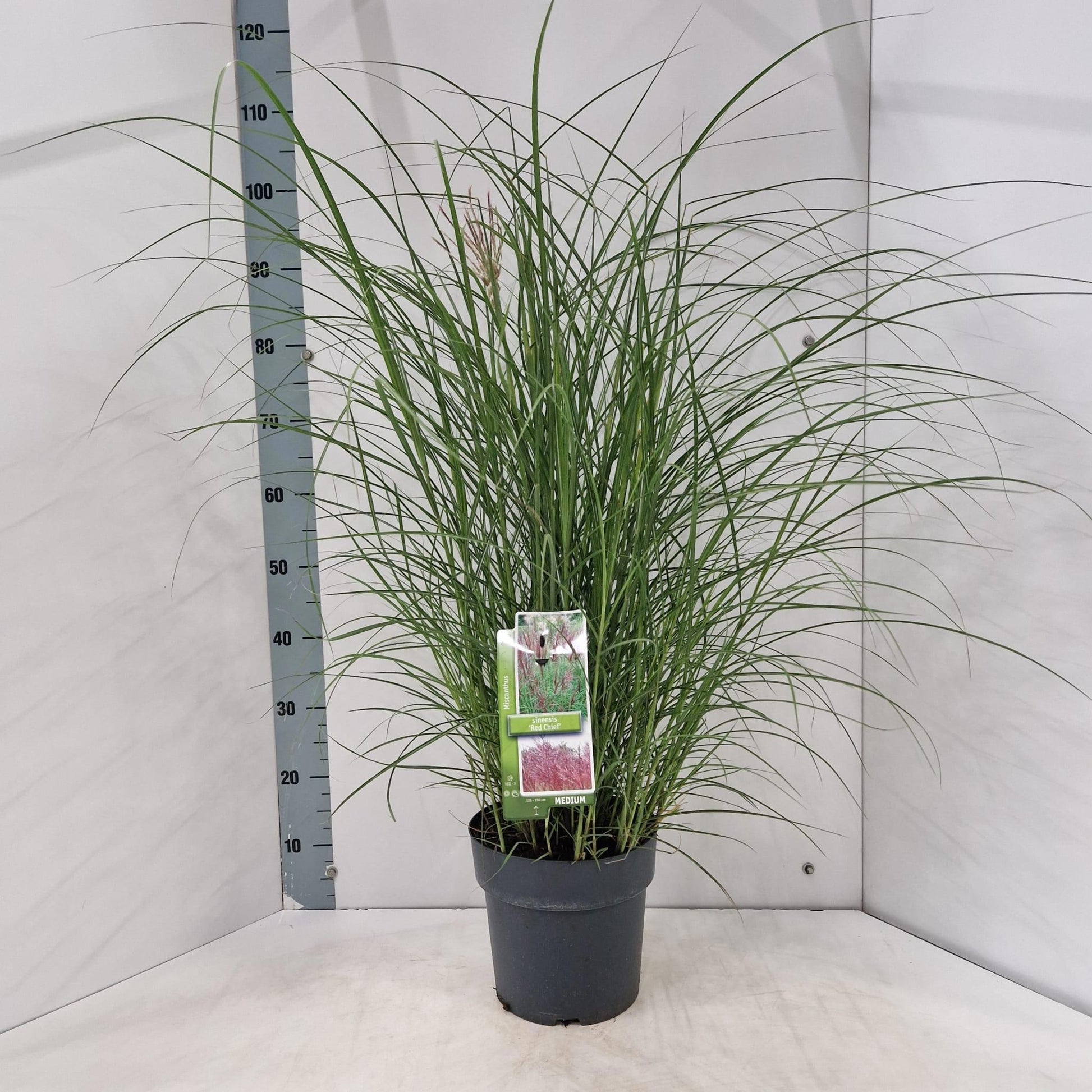 Miscanthus sinensis Red Chief 100cm 23cm Pot