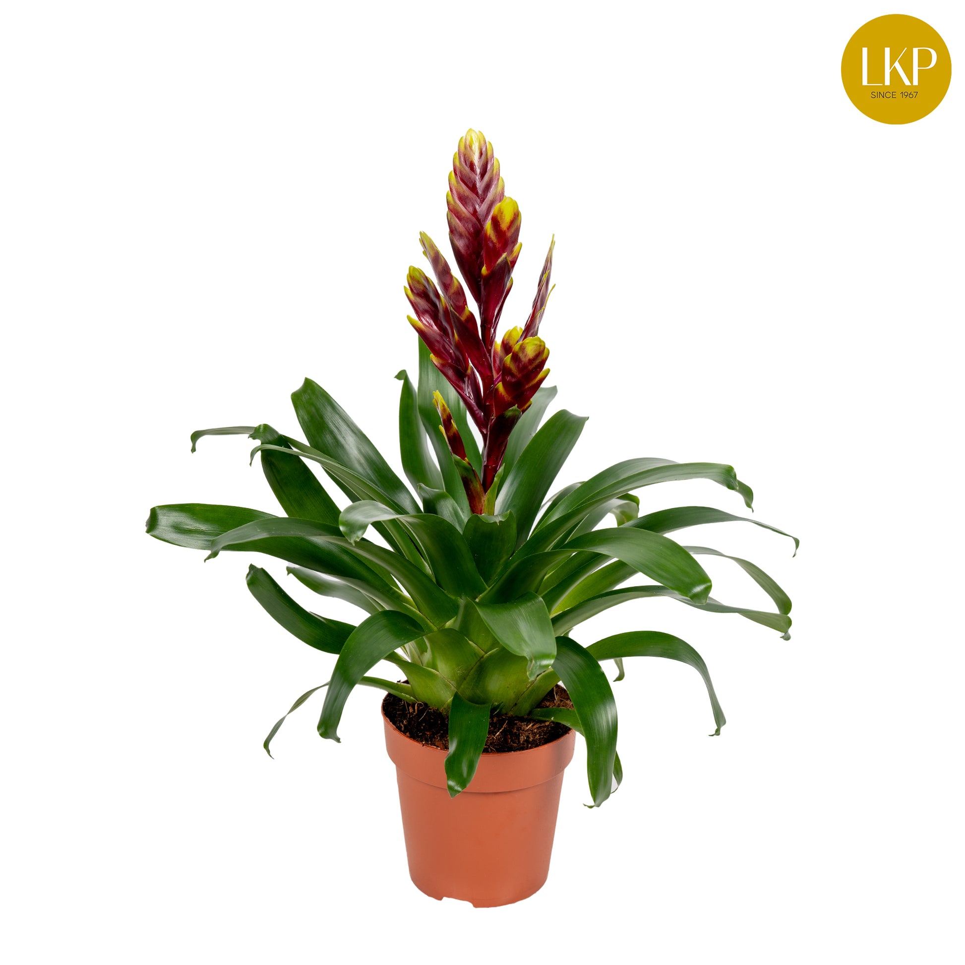 LKP plants Vriesea Intenso Purple Flame Pack of 10