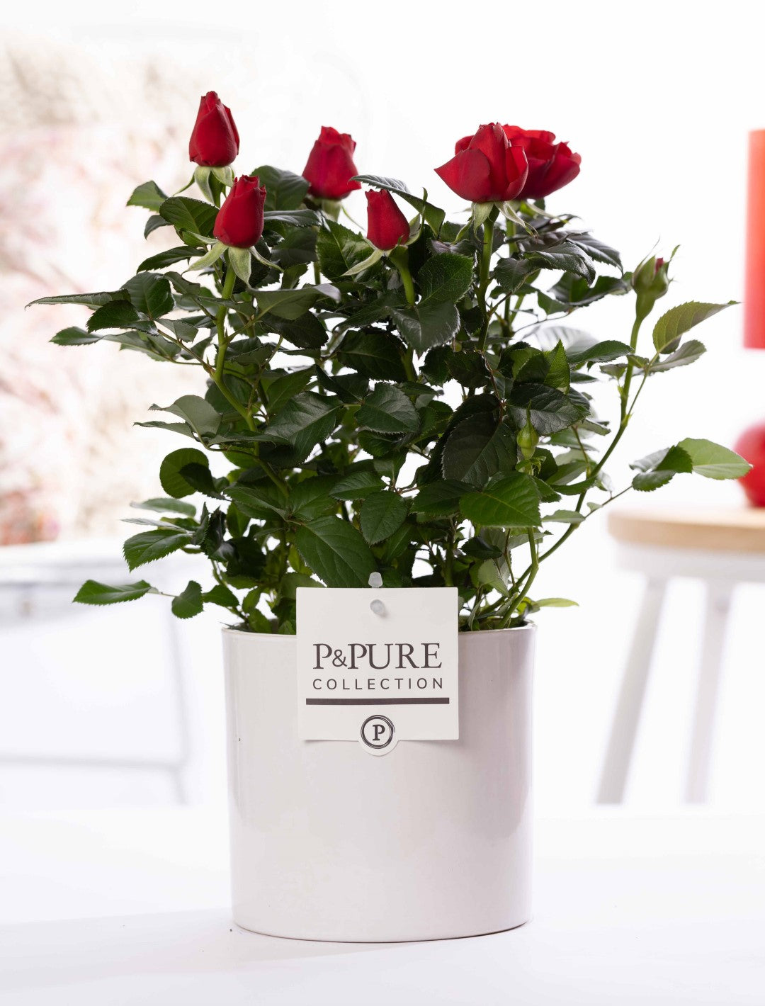 Rosa Beau Monde red 28cm 12cm Pot