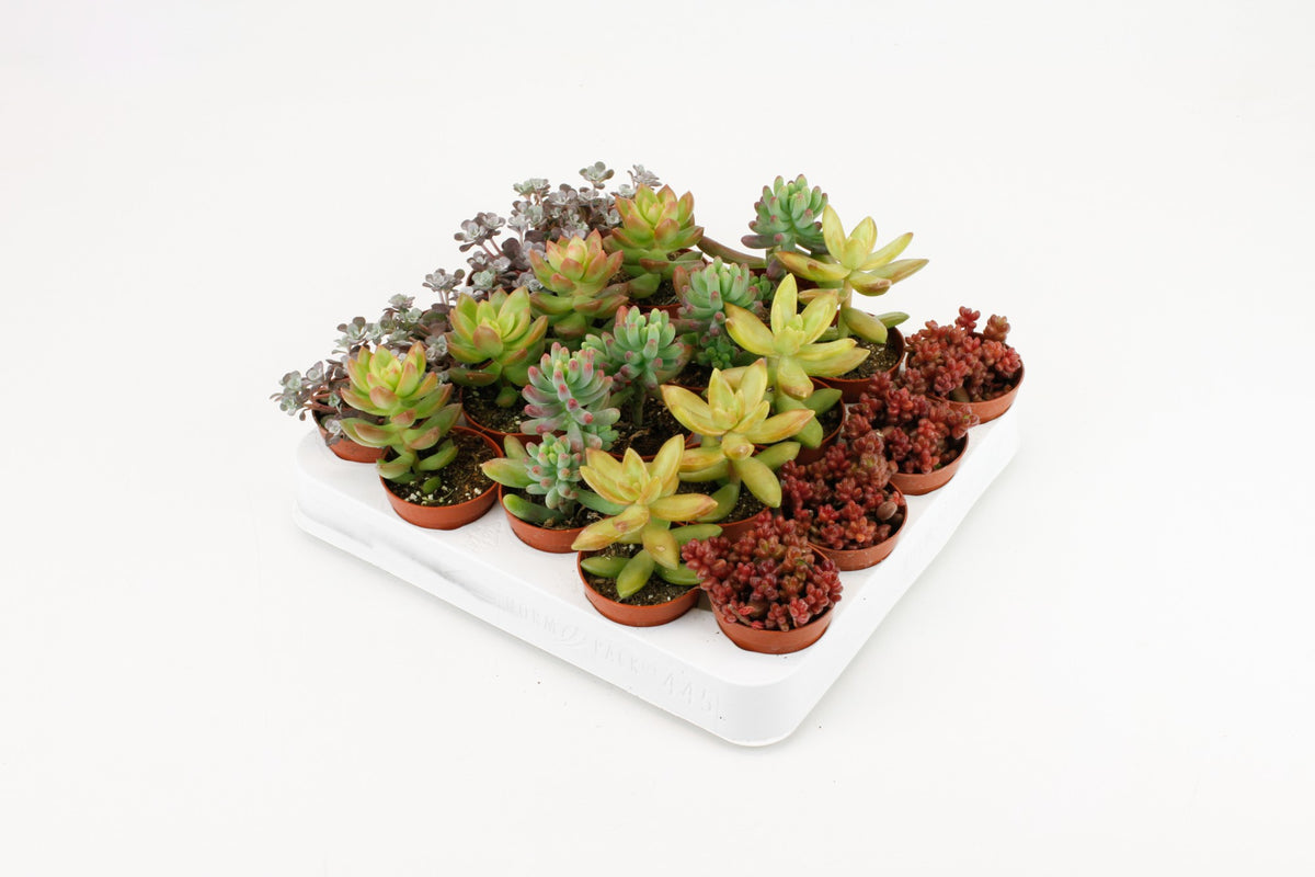 Sedum mix 10cm 5.5cm Pot