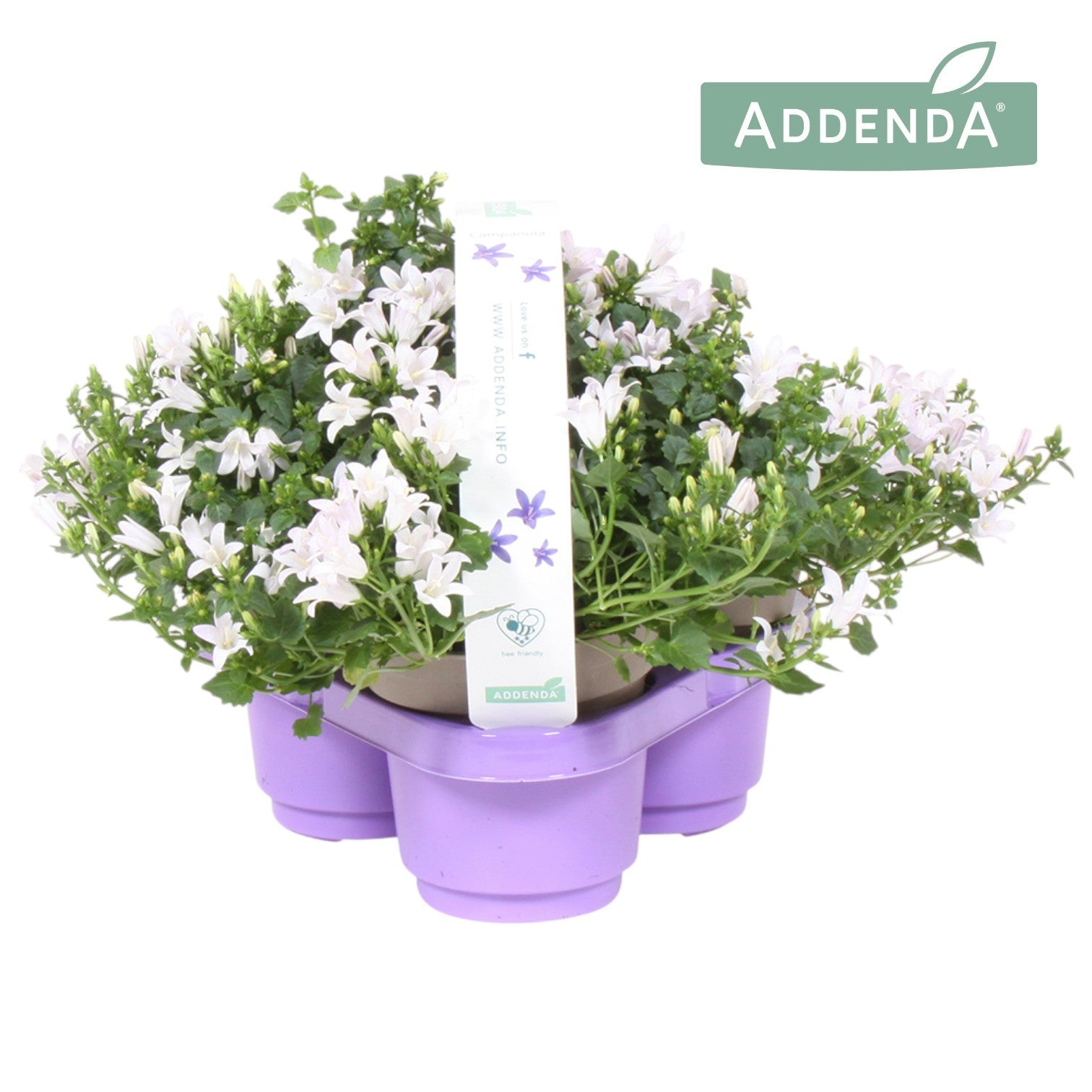 Campanula Ambella Intense white 21cm 31cm Pot