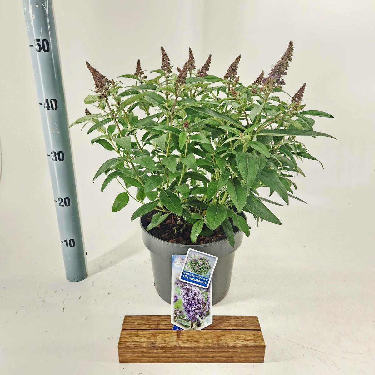 About Plants Zundert BV Buddleja Butterfly Candy Lila Sweetheart Pack of 1